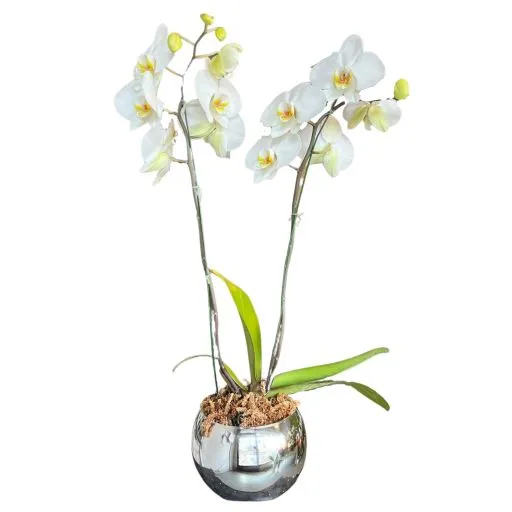 Orquidea blanca X